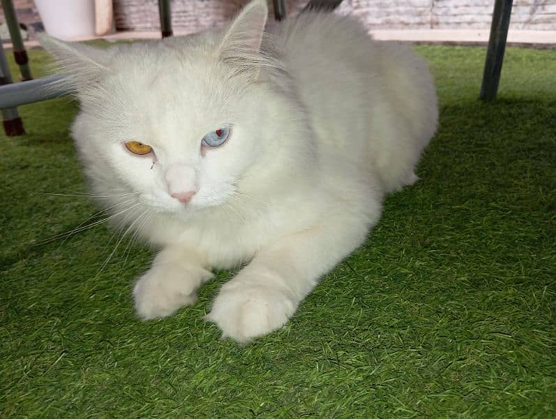 Persian male cat with odd eyes 2