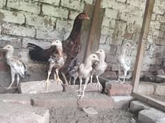 6 Aseel chicks for sale