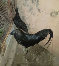 ayam cemani Gray tongue fertile and healthy eggs for sale