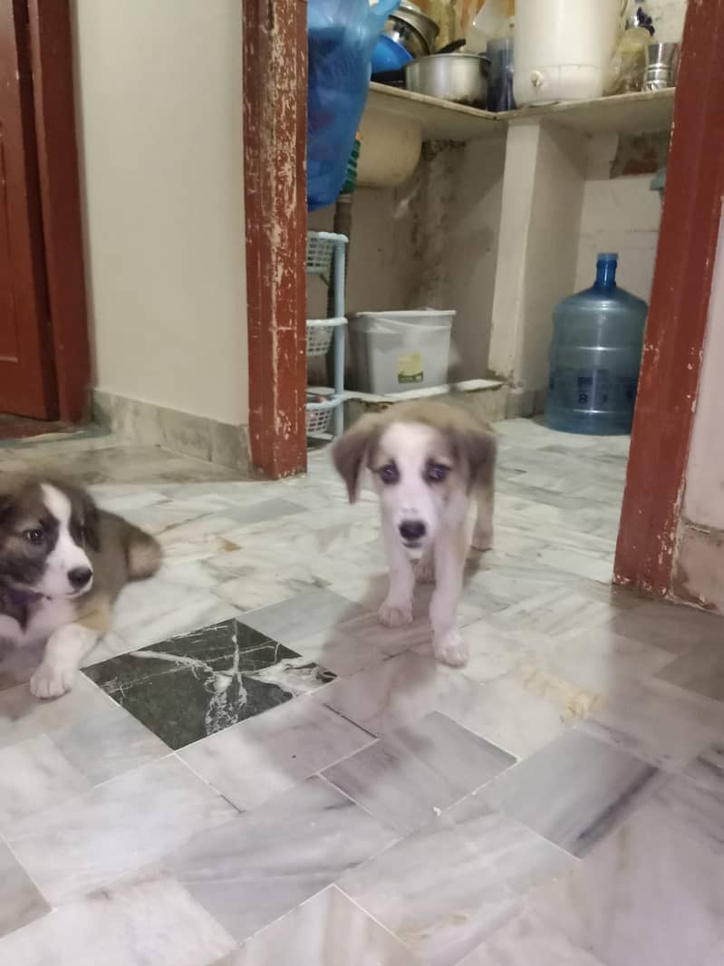 Turkish kangal puppy pair 1