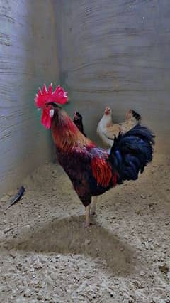 desi murga and 2 mesri hens for sale