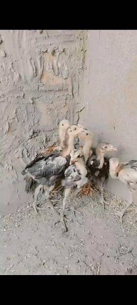 aseel mianwali chicks 3