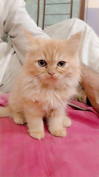 Persian Kittens available for sale 2