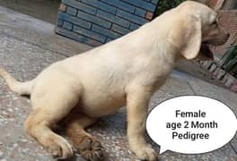 British Labrador Female Pedegiree 03134111831
