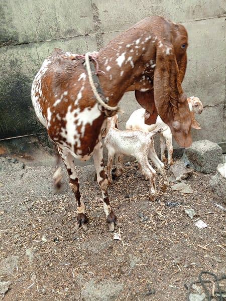 meccichena +2 female kids 2