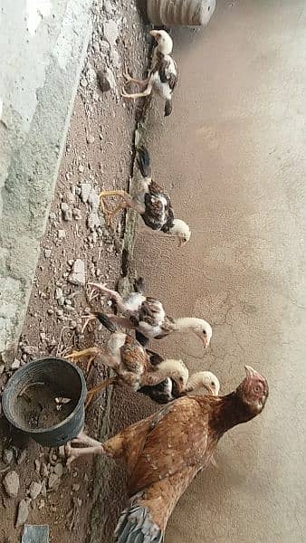 Quality Aseel chicks &pathay available. Parents pics and videos on W. A 8