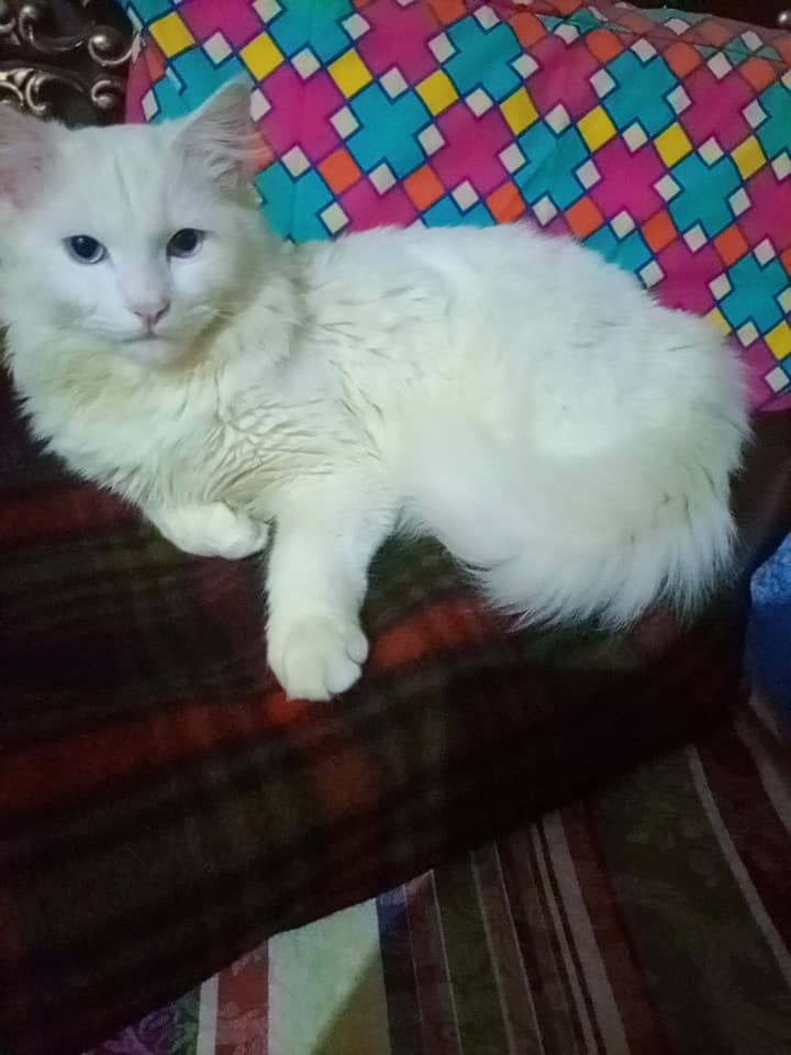 Vaccinated 1 Year Male Cat 1