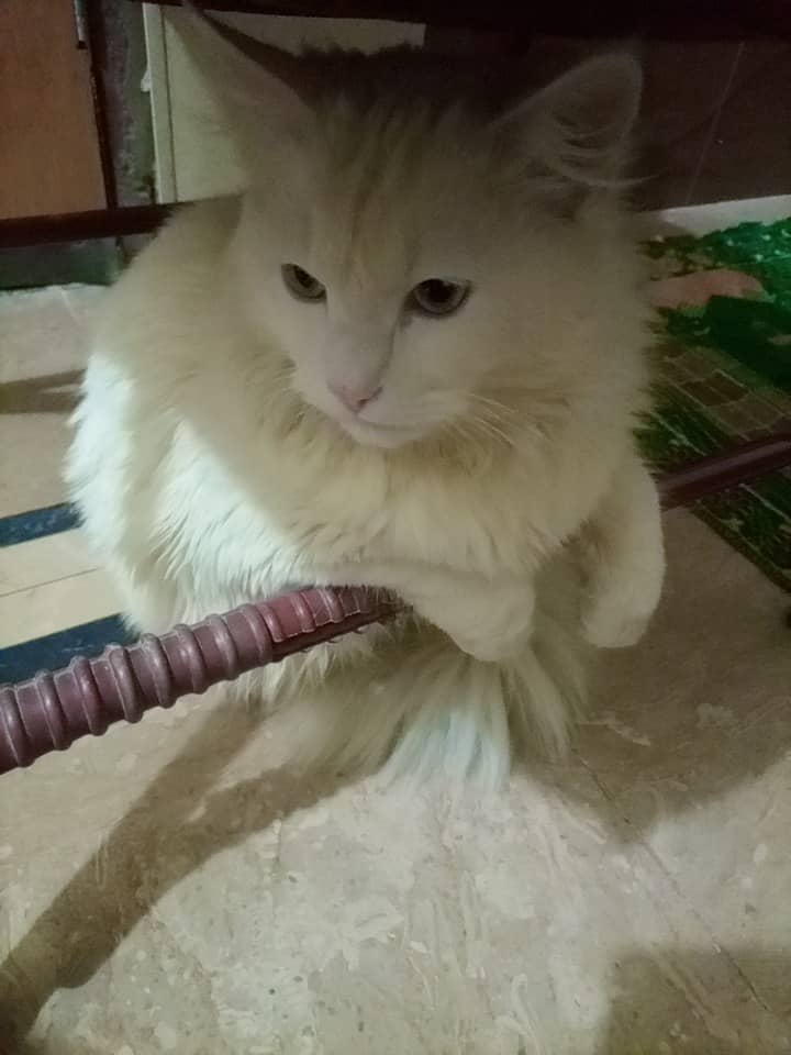 Vaccinated 1 Year Male Cat 5