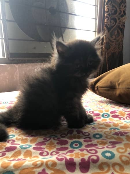 female kitten for sale 0