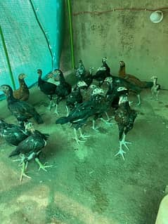 mianwali aseel chicks for sale. Location Multan