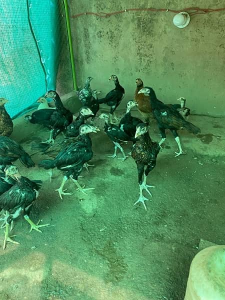 mianwali aseel chicks for sale. Location Multan 1