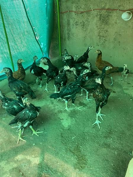 mianwali aseel chicks for sale. Location Multan 2