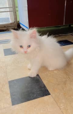 persian cat male for sale