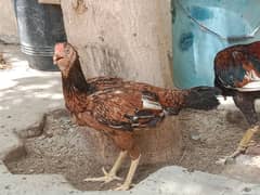 Urgent sale of Aseel hen, Age almost 1 year and 8 to 9 months