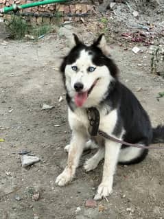 Husky female with two puppies