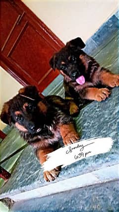 German shepherd pups pair