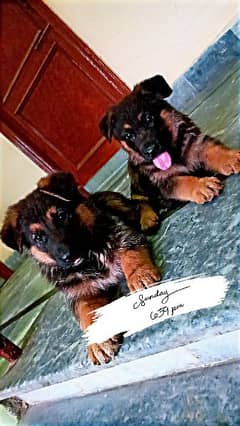 German shepherd pups pair 0