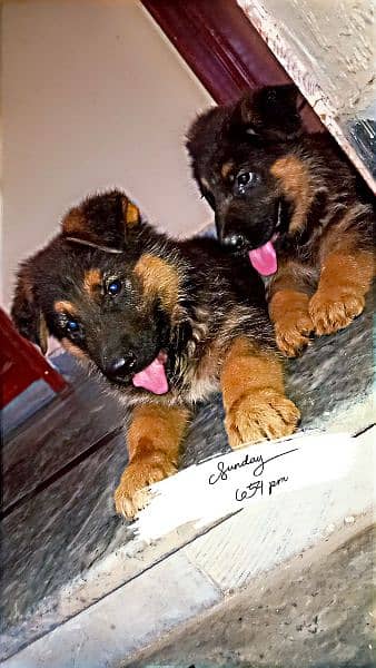 German shepherd pups pair 1