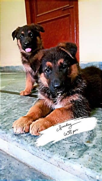 German shepherd pups pair 2