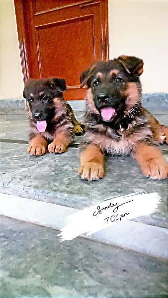 German shepherd pups pair 3