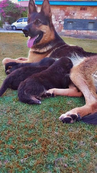 German shepherd pups pair 4