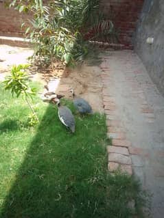 guinea fowl pair for sale egg laying breeding pair