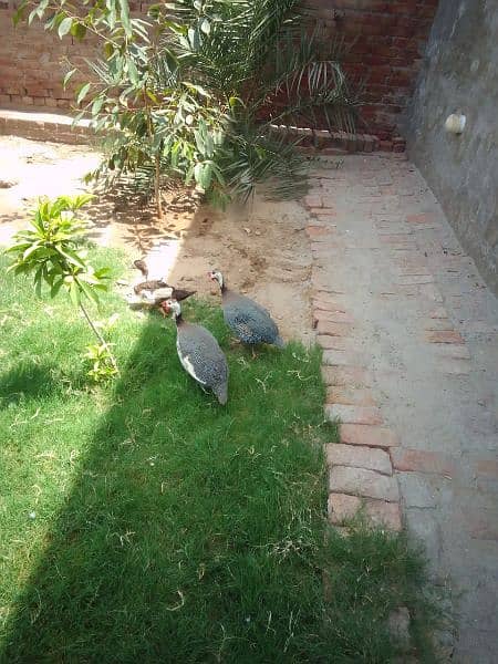 guinea fowl pair for sale egg laying breeding pair 0