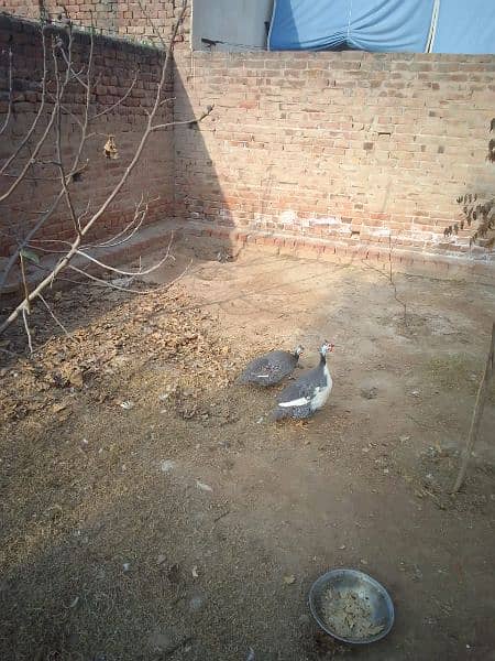 guinea fowl pair for sale egg laying breeding pair 1