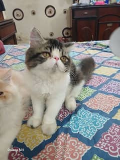 Persian kitten looking for new home