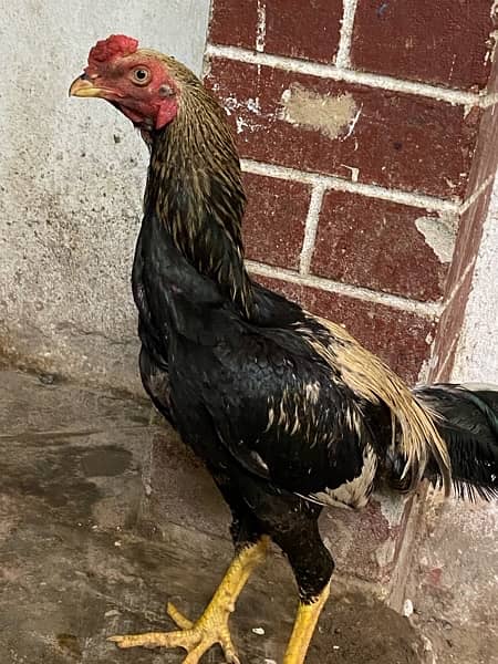cock cock 5