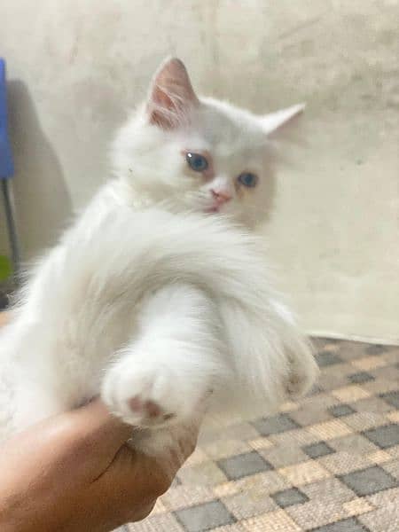 persian cat 3