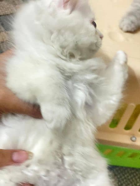 persian cat 4