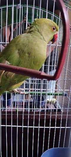 parrot fo sell