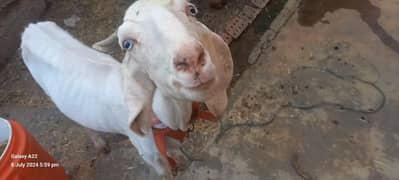 White Goat 0