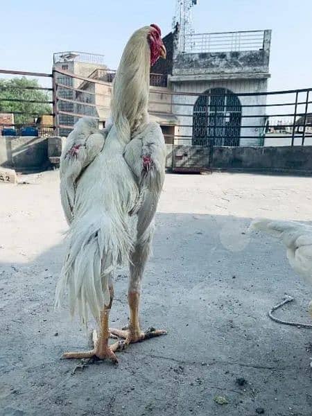 King shamo | o shamo chiks | shamoo | white O Shamoo | chicks | aseel 4