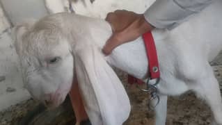 pure rajanpuri gulabi goats