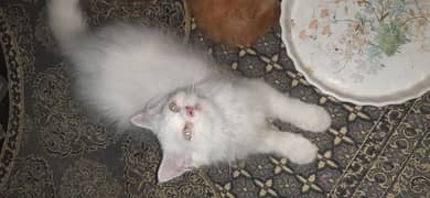 Persian kitten .