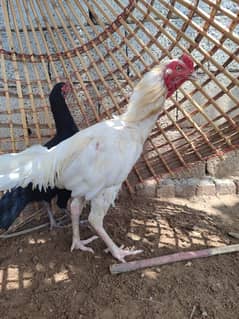 Cheena / Heera / Mushka / Aseel chicks / High quailty aseel