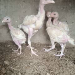 pure white Aseel chicks age 2 months