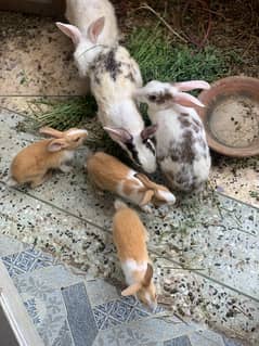 Rabbit for sale