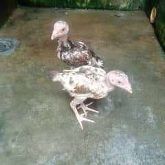 pure Aseel chicks