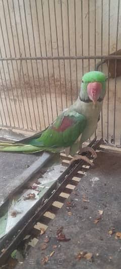 RAW PARROT FOR SALE