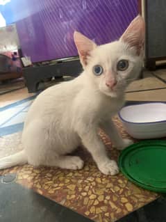 White persion female kitten