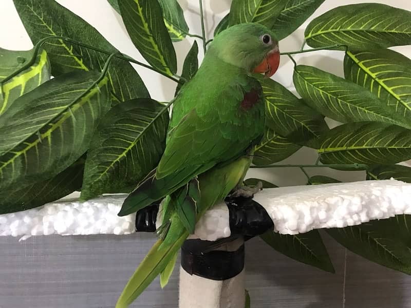 Alexandrine Raw Parrot | 4 months chick 2