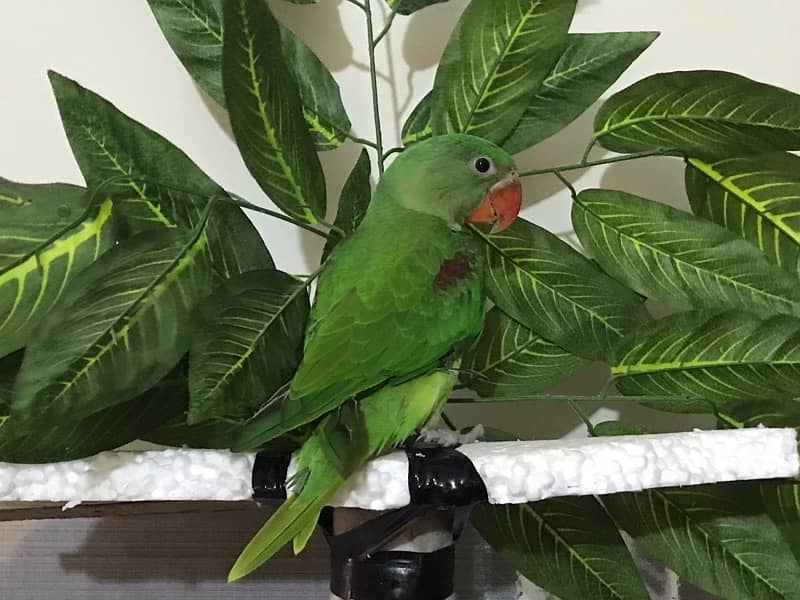 Alexandrine Raw Parrot | 4 months chick 5