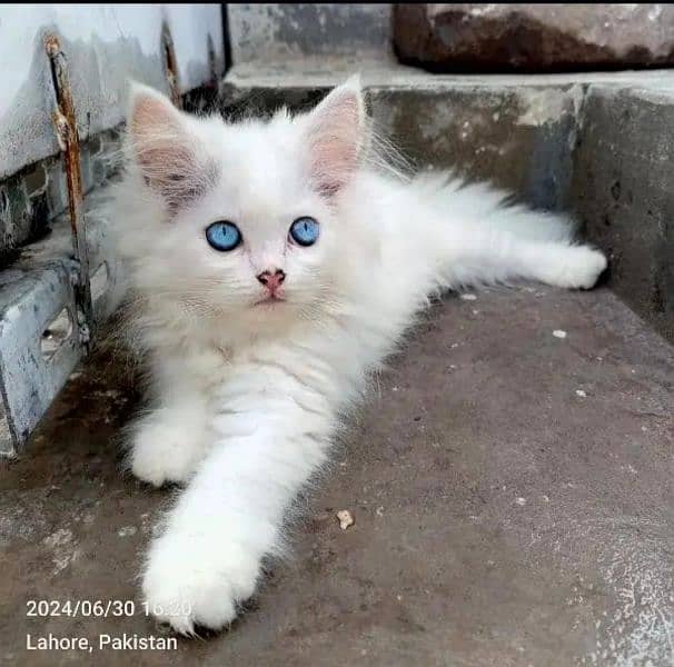 Persian White Kitten (Trained) Available For Sale 0