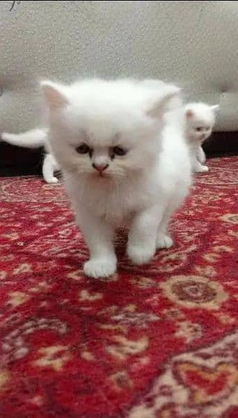 Persian White Kitten (Trained) Available For Sale 2