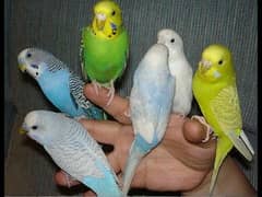 Australian budgerigar parrots