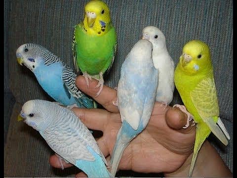 Australian budgerigar parrots 0