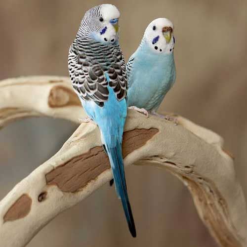 Australian budgerigar parrots 1